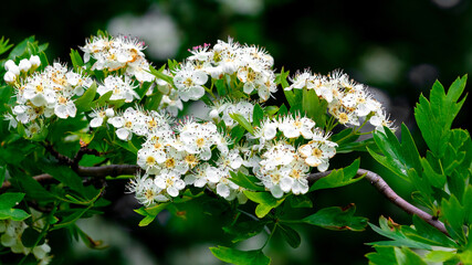 Hawthorn bush with white flowers, hawthorn blossoms - obrazy, fototapety, plakaty