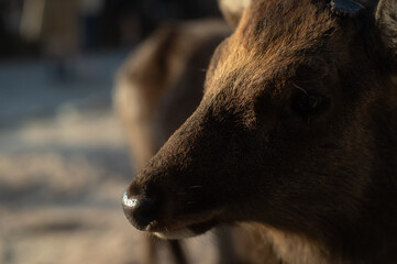Fototapeta premium 日本・宮島 厳島・鹿の顔