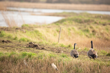 Canada geese on the marsh