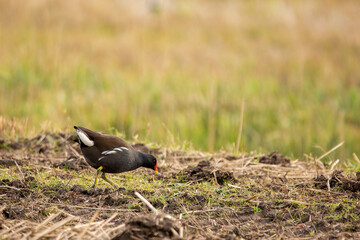 morehen foraging