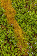USA, Washington State. Forget-me-not flowers in marsh.