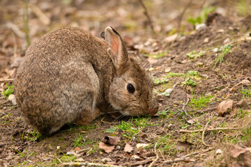 Wild rabbit foraging