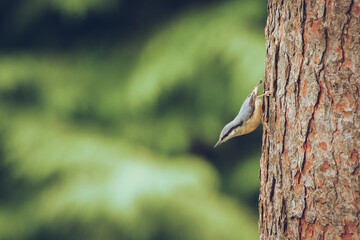 nuthatch on tree