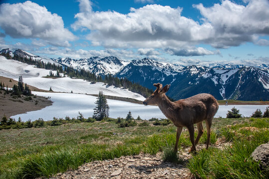 USA, Washington State, Olympic National Park. Blacktail deer buck and mountain landscape.