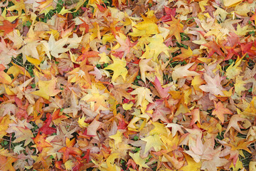 hojas secas caidas sobre la hierba otoño 4M0A7545-as21