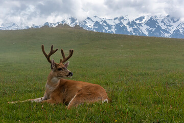 USA, Washington State, Olympic National Park. Resting blacktail deer buck and mountain landscape.