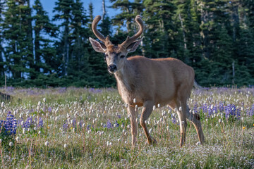 USA, Washington State, Olympic National Park. Blacktail deer buck close-up.