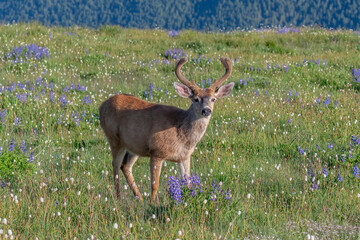 USA, Washington State, Olympic National Park. Blacktail deer buck close-up.