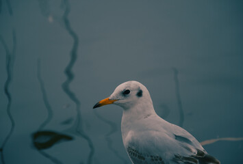 seagull on the beach