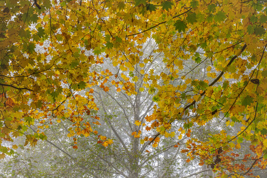 USA, Washington State, Nick's Lagoon County Park. Vine maple foliage and alder tree in fog.