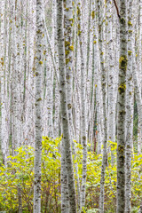Obraz premium USA, Washington State. Grove of young alder trees in autumn.