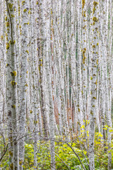 Fototapeta premium USA, Washington State. Grove of young alder trees in autumn.