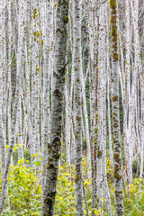 Fototapeta premium USA, Washington State. Grove of young alder trees in autumn.