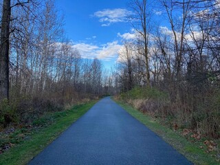 tranquil path in the woods