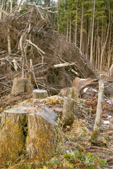 Olympic Peninsula in Washington, USA. Clear-cut logging and piles of logging debris. Clearcutting leave blocks of 'reserve' trees that won't be cut.