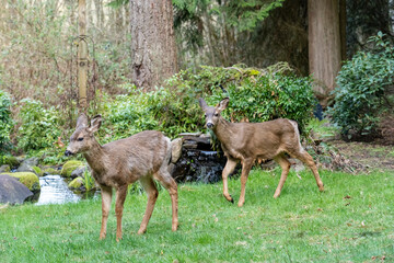 Issaquah, Washington, USA. Two Mule Deer does walking across a lawn in winter in front of a small waterfall.