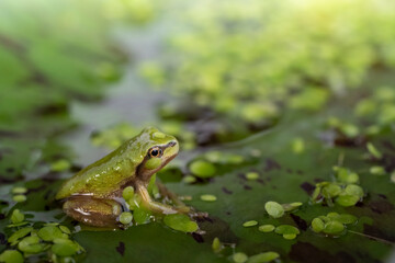 An adult Pacific Tree Frog sitting on a Lilypad. It breathes with lungs and has no tail. In an aquarium.
