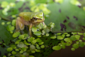 An adult Pacific Tree Frog sitting on a Lilypad. It breathes with lungs and has no tail. In an aquarium.