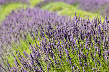 Obraz premium San Juan Island, Washington, USA. Lavender Farm.