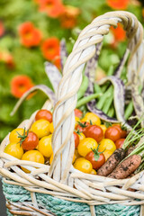 Issaquah, Washington, USA. Basket of freshly harvested organic produce, including red cherry tomatoes, yellow (Gold Nugget) cherry tomatoes, green pole beans, Dragon Tongue beans, and YaYa carrots.