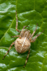 Issaquah, Washington, USA. Cross spider or Garden spider on Swiss Chard leaf. It is characterized by white marks arranged in the form of a cross on the abdomen.