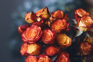 Closeup of Bright Colored Roses with a Blurry Background