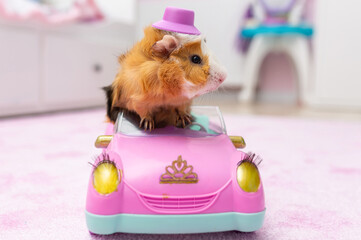 Guinea pig in a pink toy car in a kids room