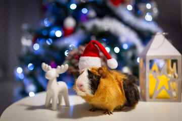 Guinea pig wearing a Santa Claus hat under the Christmas tree