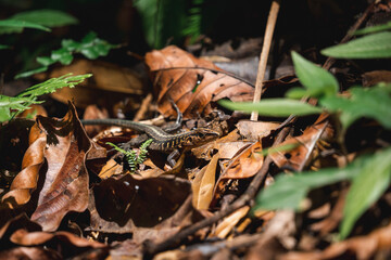 mushrooms in the forest