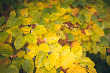 Herbstfarben der Blätter