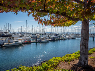 Usa, Washington State, Seattle, sailboats at Elliott Bay Marina, viewed through tree with fall foliage