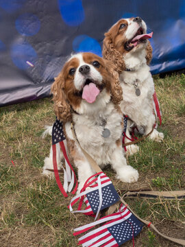 Usa, Washington State, Bellevue, Annual 4th Of July Celebration For Dogs And Owners