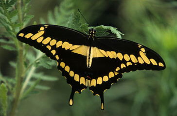 Washington State, Seattle. Butterfly, Giant Swallowtail, resting on Yarrow leaf