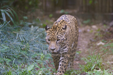 leopard in the zoo