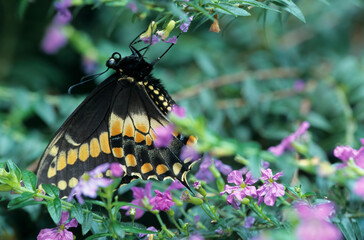 Washington State, Seattle. Butterfly, Eastern Black Swallowtail, resting on Bell flowers