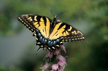 Obraz premium Washington State, Seattle. Butterfly, East Tiger Swallowtail, feeding on Gayfeather flower