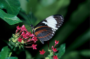 Washington State, Seattle. Butterfly, Tri-color, feeding on flower
