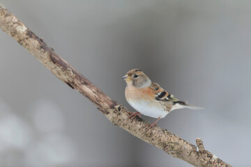 Brambling Fringilla montifringilla during a cold winter period in France 