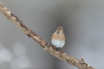 Brambling Fringilla montifringilla during a cold winter period in France 