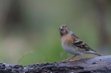 Brambling Fringilla montifringilla during a cold winter period in France 
