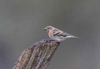 Brambling Fringilla montifringilla during a cold winter period in France 