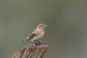 Brambling Fringilla montifringilla during a cold winter period in France 