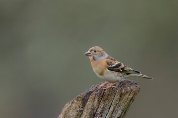 Brambling Fringilla montifringilla during a cold winter period in France 