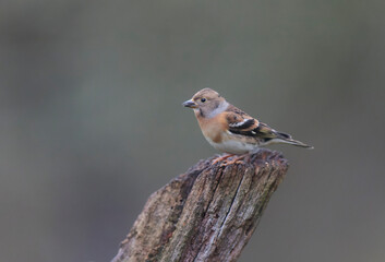 Brambling Fringilla montifringilla during a cold winter period in France 
