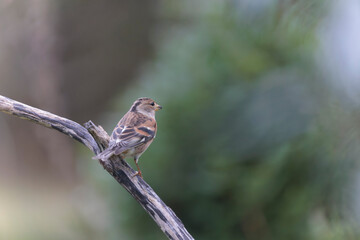 Brambling Fringilla montifringilla during a cold winter period in France 