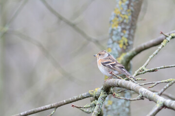 Brambling Fringilla montifringilla during a cold winter period in France 