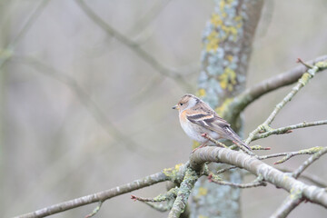 Brambling Fringilla montifringilla during a cold winter period in France 