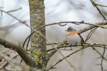 Brambling Fringilla montifringilla during a cold winter period in France 