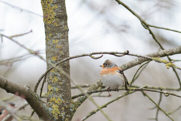 Brambling Fringilla montifringilla during a cold winter period in France 