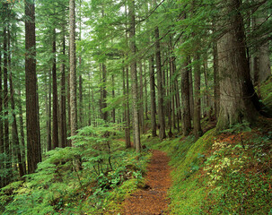 Fototapeta na wymiar Washington State, Mount Rainier National Park, Trail through forest of fir trees